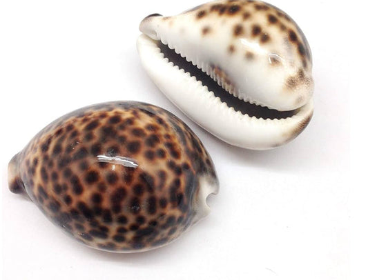 Pukka Shell 🐚,