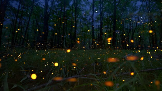 Fleeting Yet Fading, Fireflies..