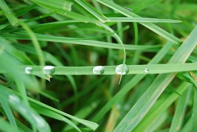 Blade of grass,