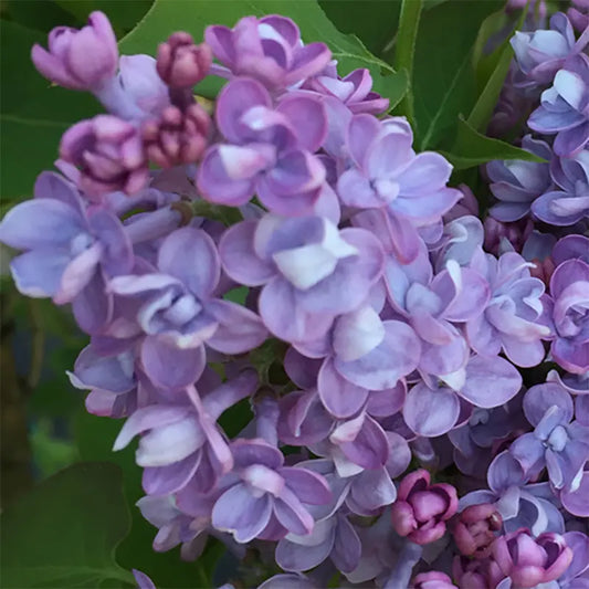 Beautiful Lilac,