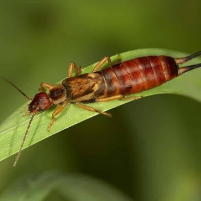 Pincher Bug Poem