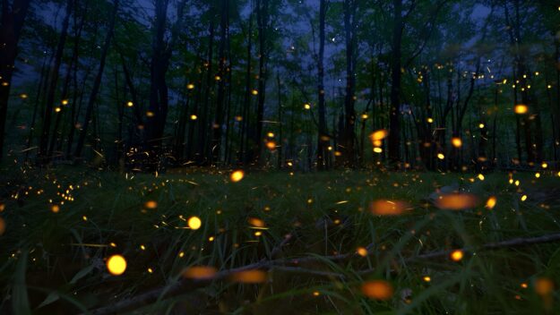 Fleeting Yet Fading, Fireflies..