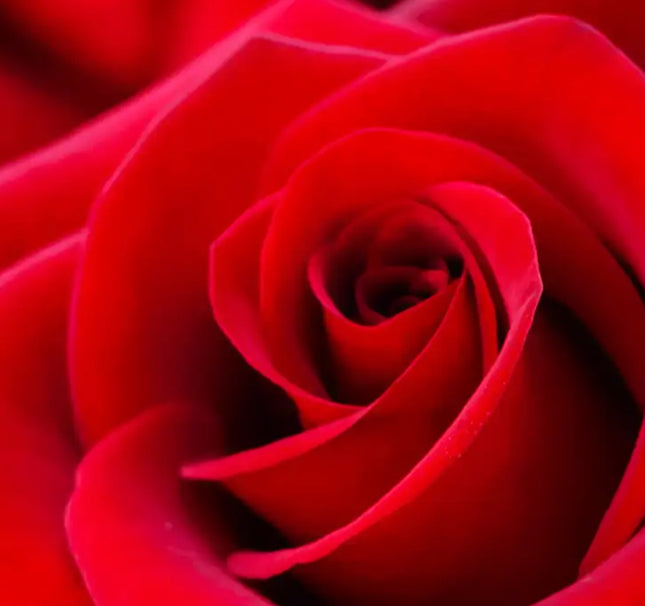 Budding Rose
