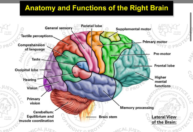 Collusion of The Segmented Mind